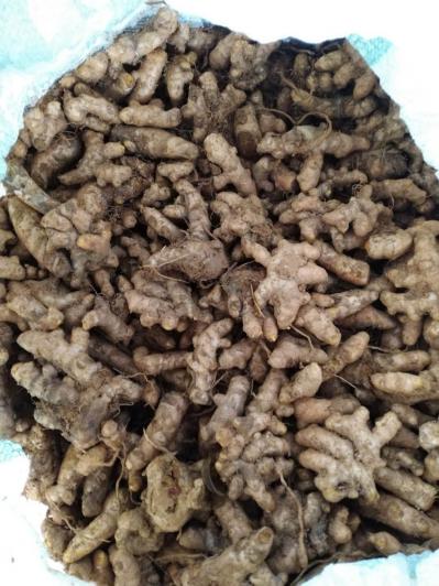 姜黄鲜品销售