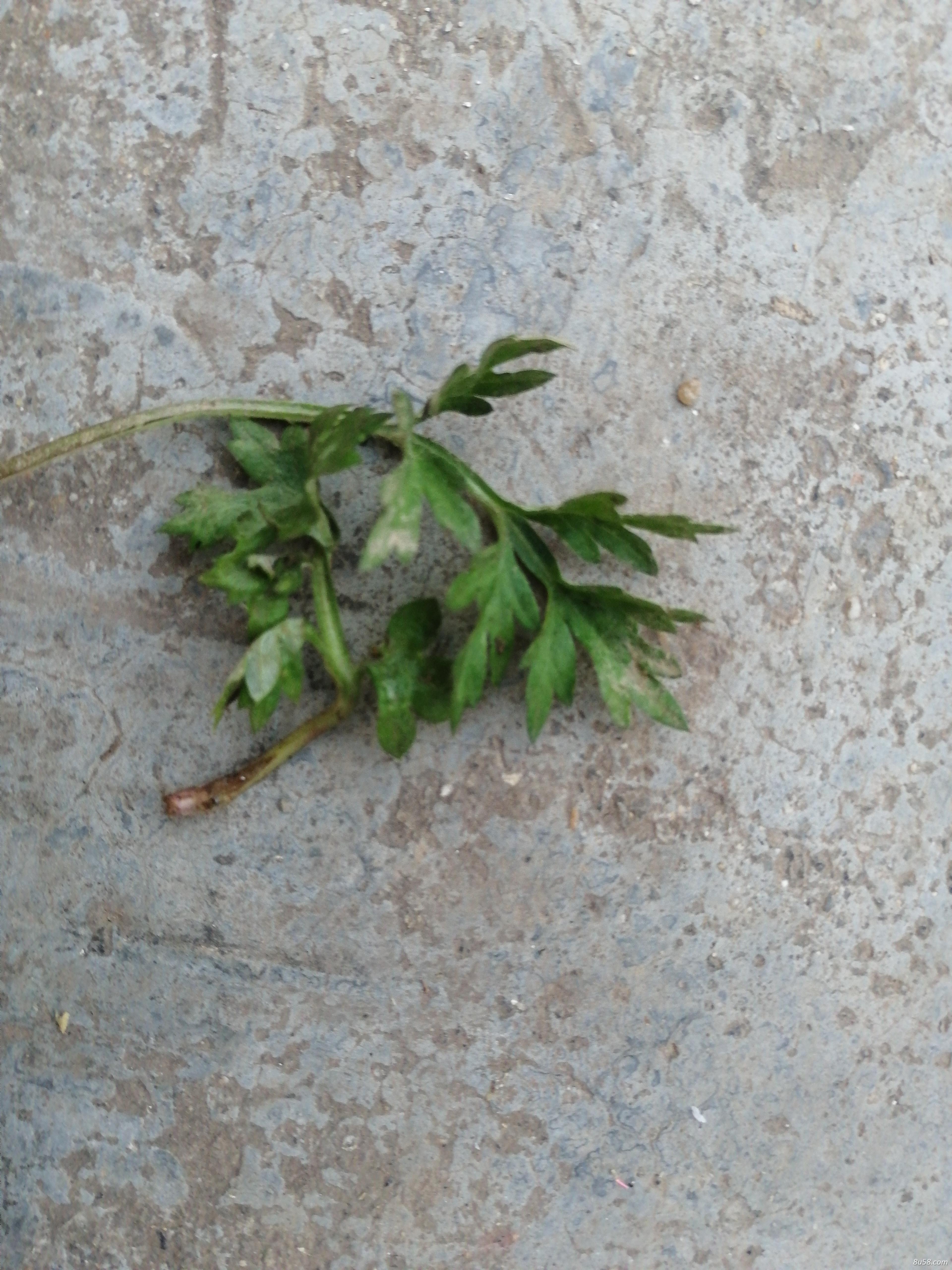 新鲜艾草