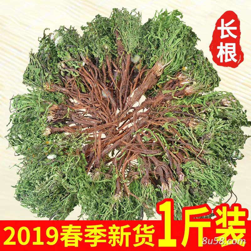 大量蒲公英出售