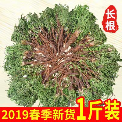 大量蒲公英出售