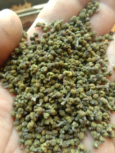 药材品吴茱萸