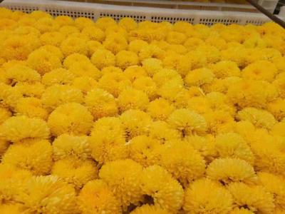大量供应优质怀菊花（白菊花，黄菊花，冰菊花）