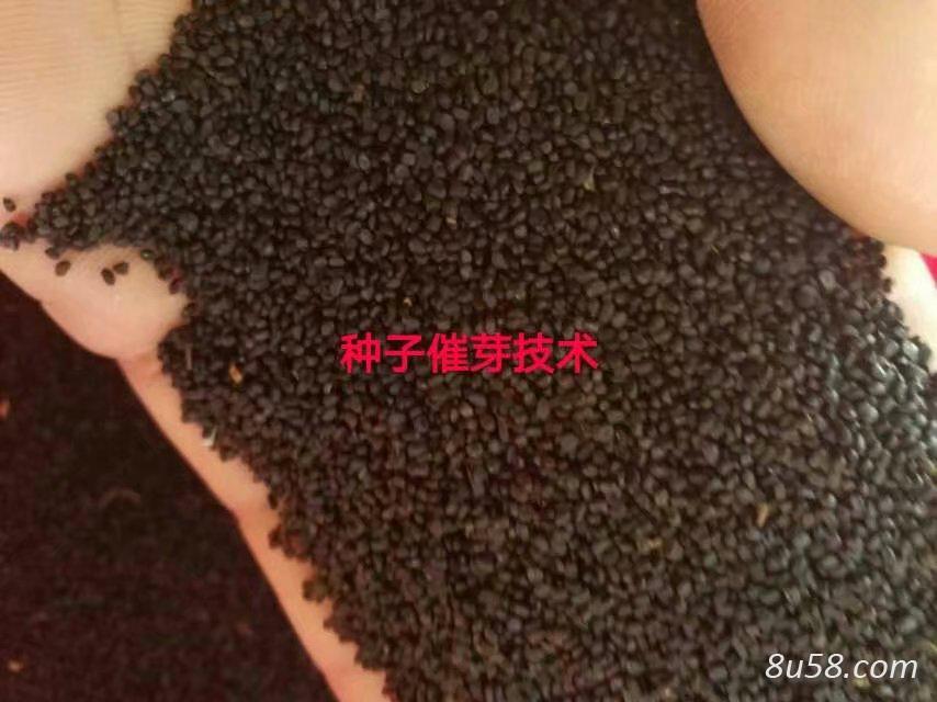 金莲花种子 金莲花种子