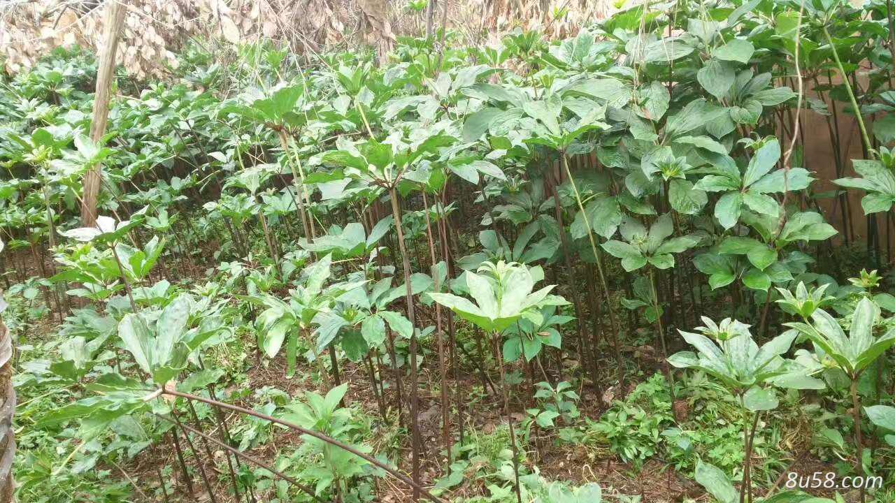 优质野生重楼幼苗即将出土，成活率高，量大价格从优