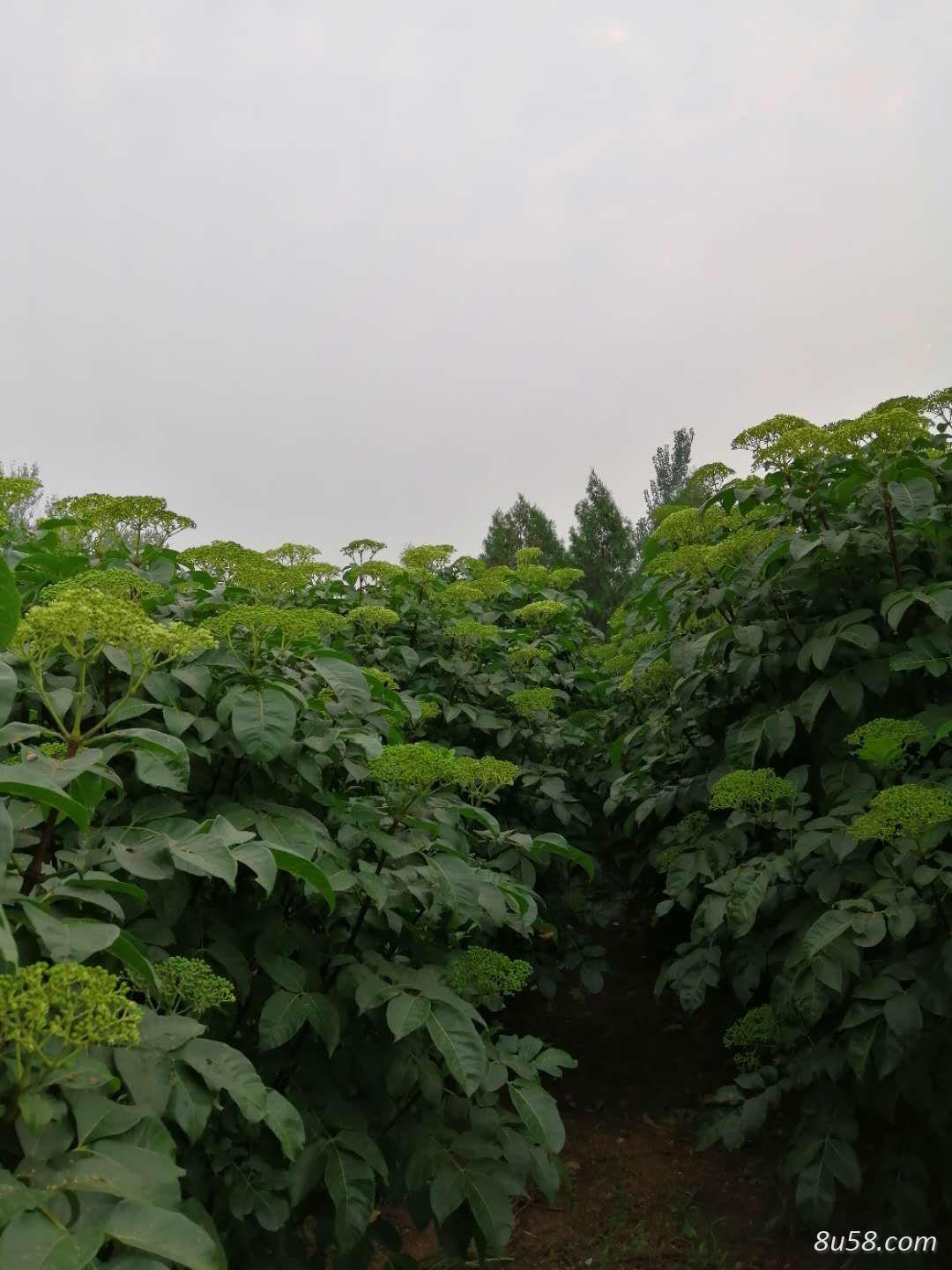 吴茱萸树苗