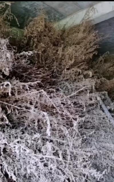 自家种的药材艾草
