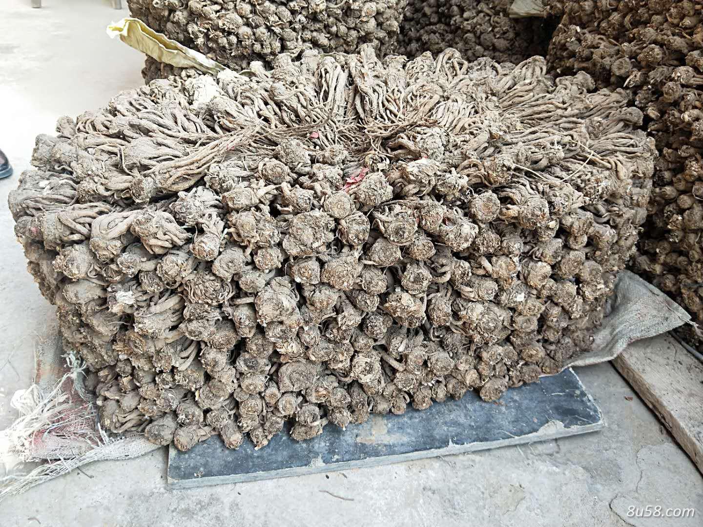 甘肃甘南州农家种植无硫当归,品质好,安全放心。支持各种物流方式。(期待药厂,商人等合作伙伴) 甘肃甘南州农家种植无硫当归,品质好,安全放心。支持各种物流方式。(期待药厂,商人等合作伙伴)