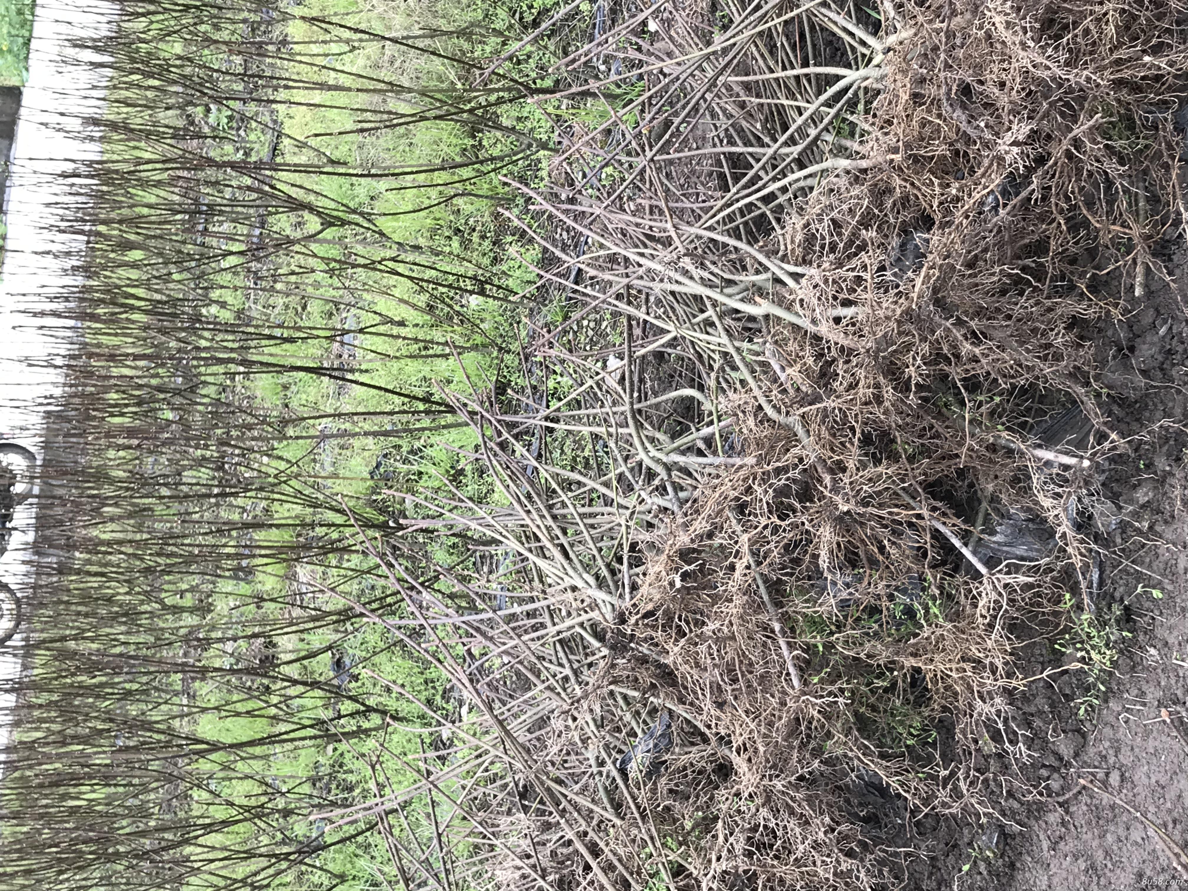 吴茱萸苗 吴茱萸苗