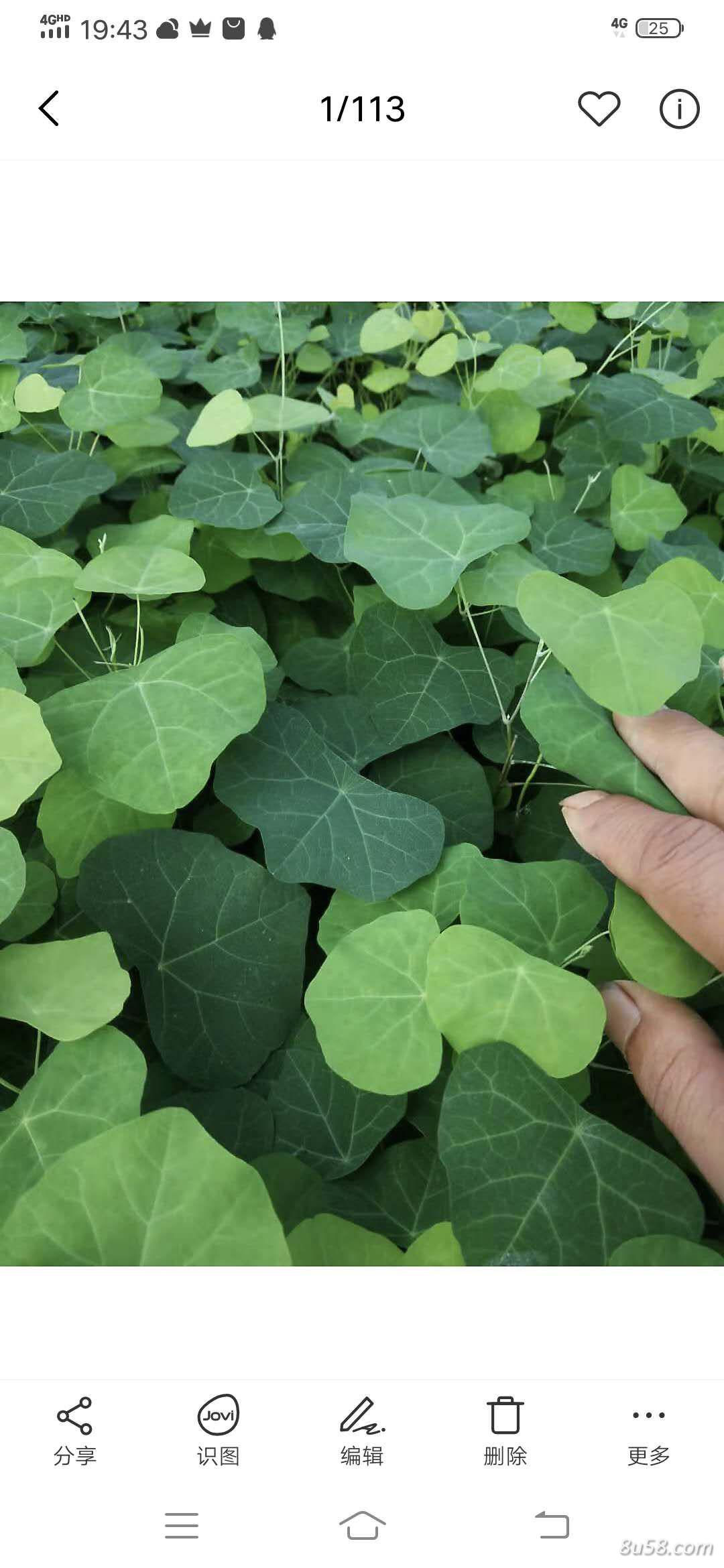 江西粉防己苗 江西粉防己苗