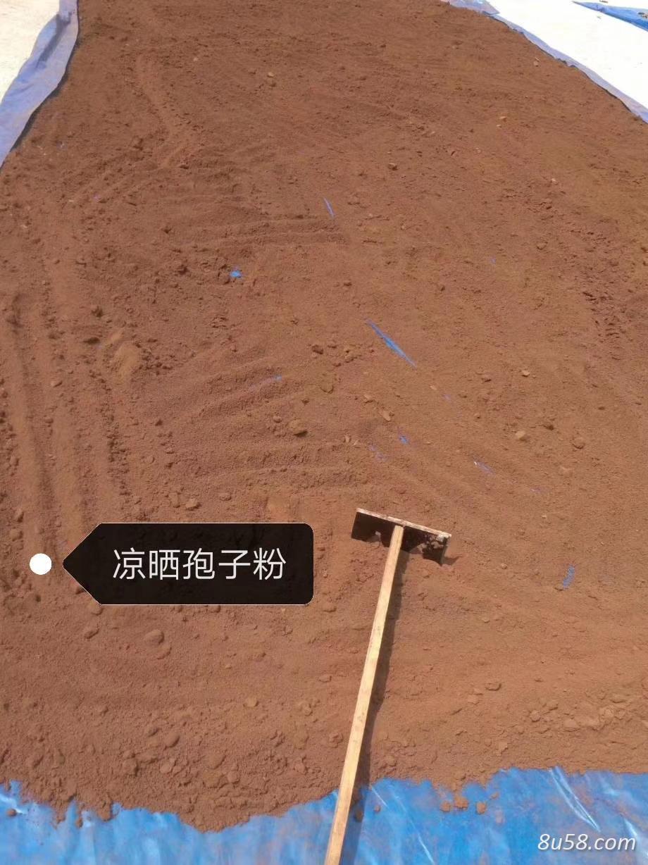 灵芝孢子粉 灵芝孢子粉