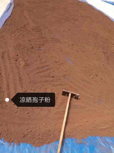 灵芝孢子粉