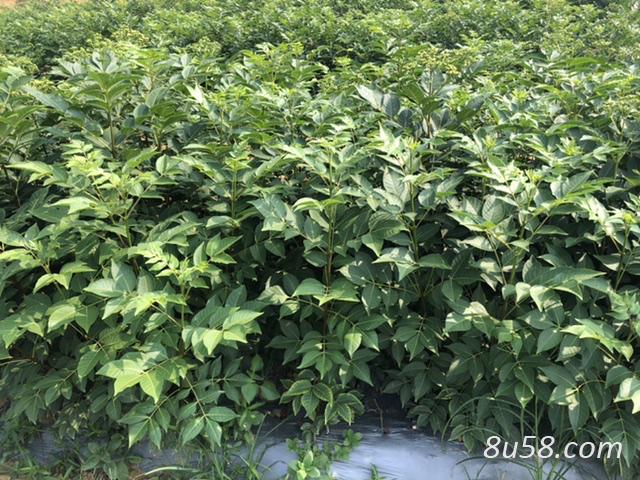 正宗中花吴茱萸苗 高产量 大量出售 正宗中花吴茱萸苗 高产量 大量出售