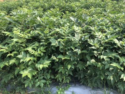 正宗中花吴茱萸苗 高产量 大量出售