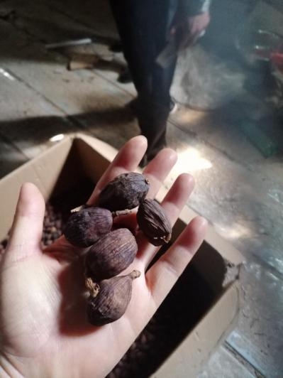20吨草果出售