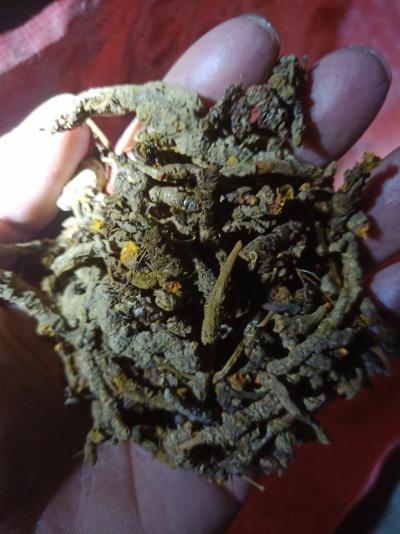 黄莲出售