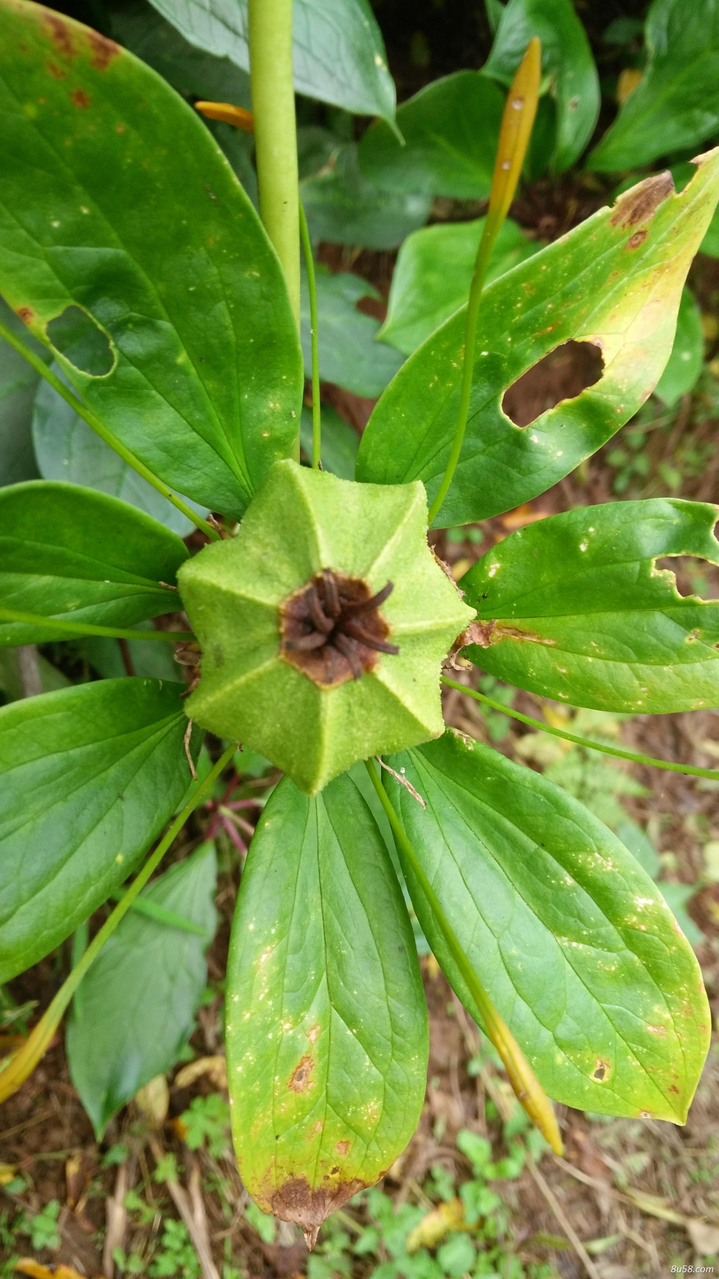 纯野生滇重楼种籽,高出芽率 纯野生滇重楼种籽,高出芽率