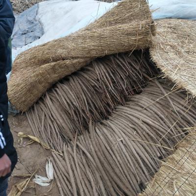 常年出售麻山药，大片佛手，价格合理一次合作终身朋友