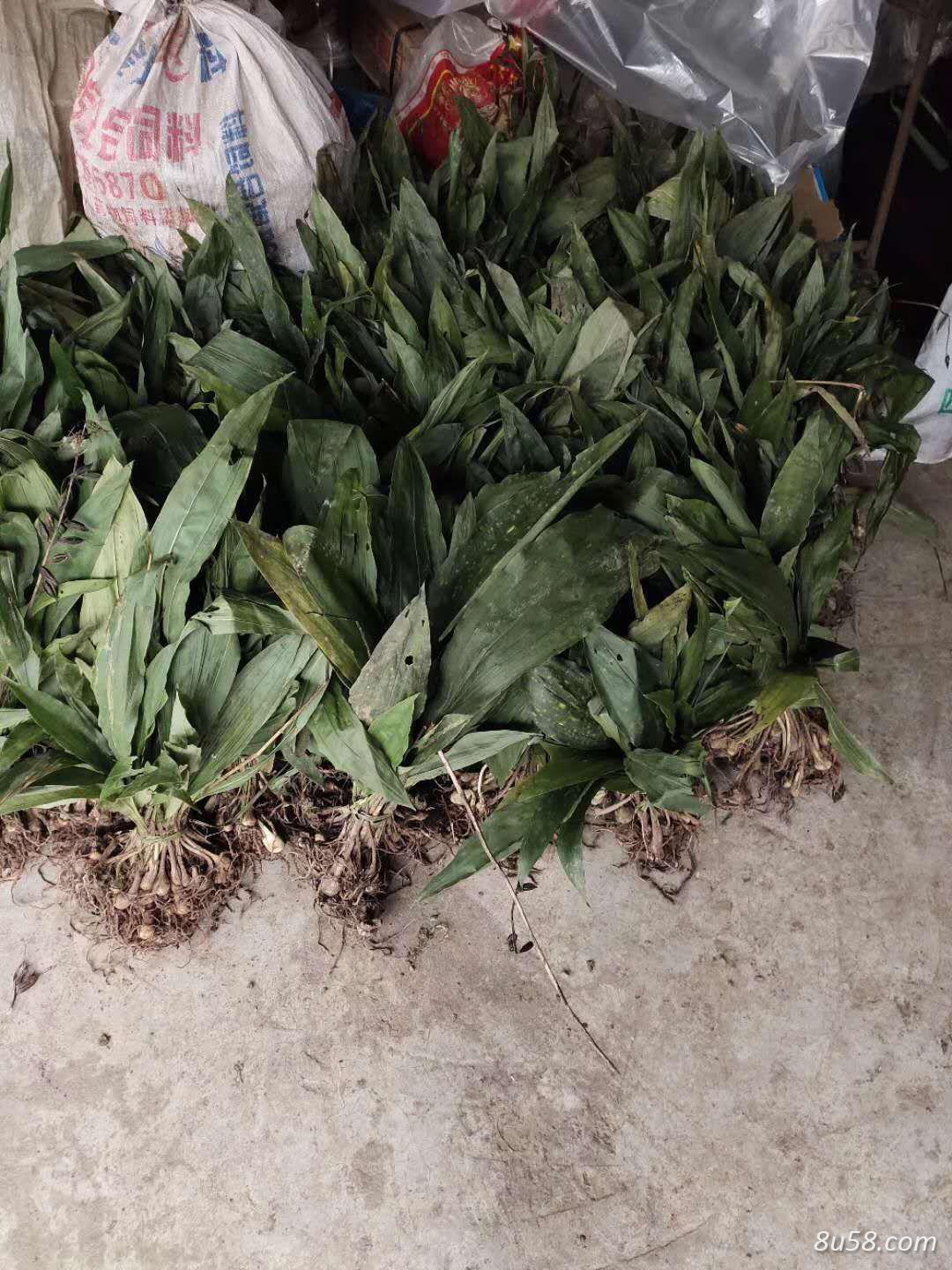 陕西正宗毛慈姑(山慈姑) 陕西正宗毛慈姑(山慈姑)
