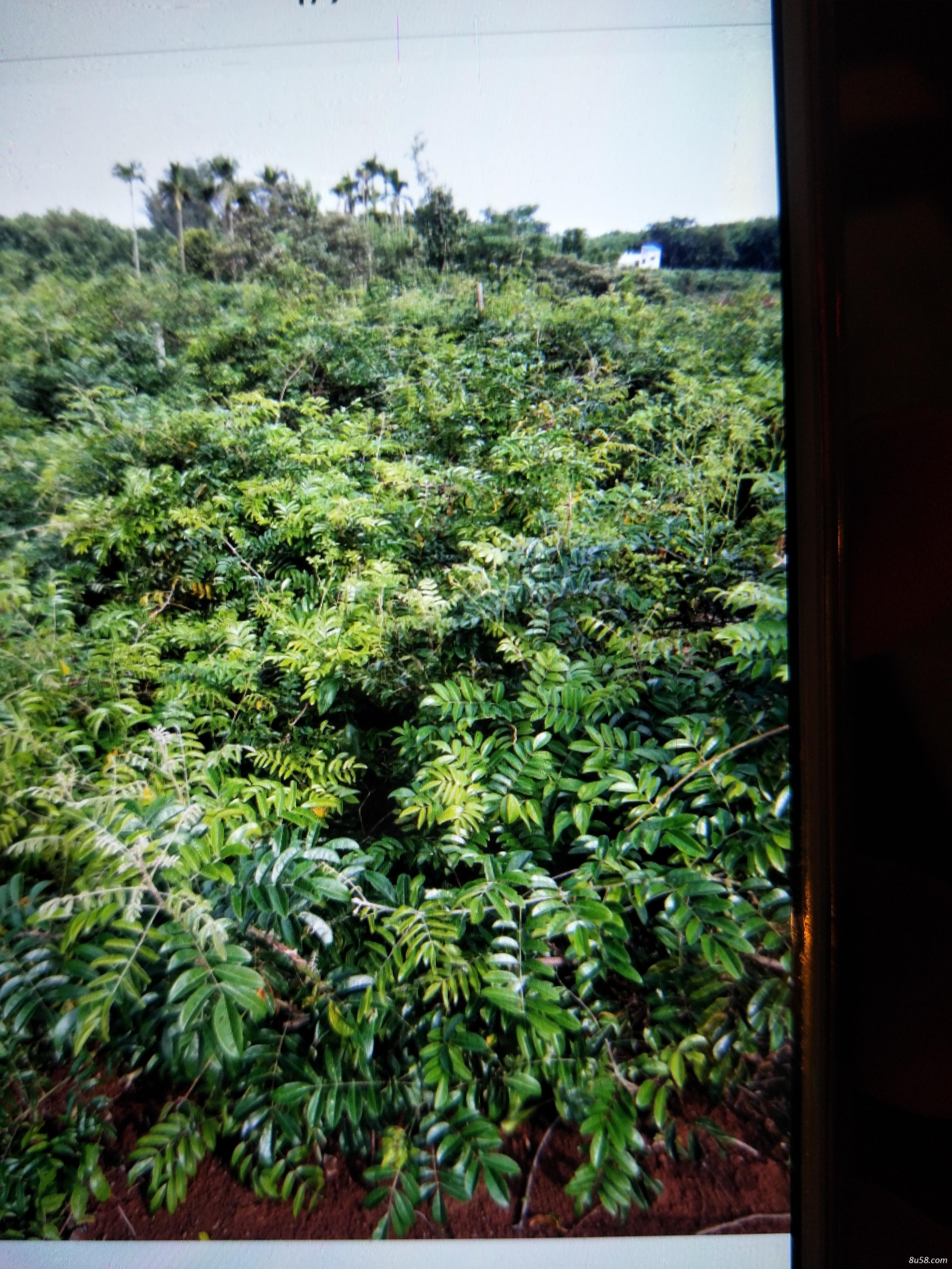 60亩种植六年牛大力出售