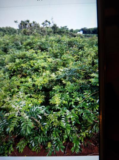 60亩种植六年牛大力出售
