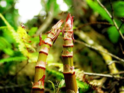 5年以上野生虎杖
