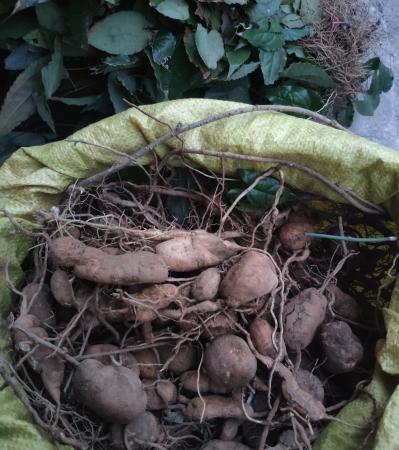 长期出售各种野生药材金果榄，石韦，石菖蒲，鬼剑草，夏枯草，益母草，车钱草，金线莲等等