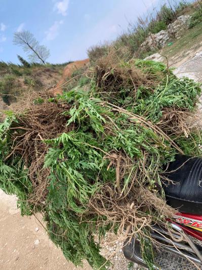 艾草  （ 叶  颈   根部）  野生20吨左右  现采现运   前天刚运走20吨