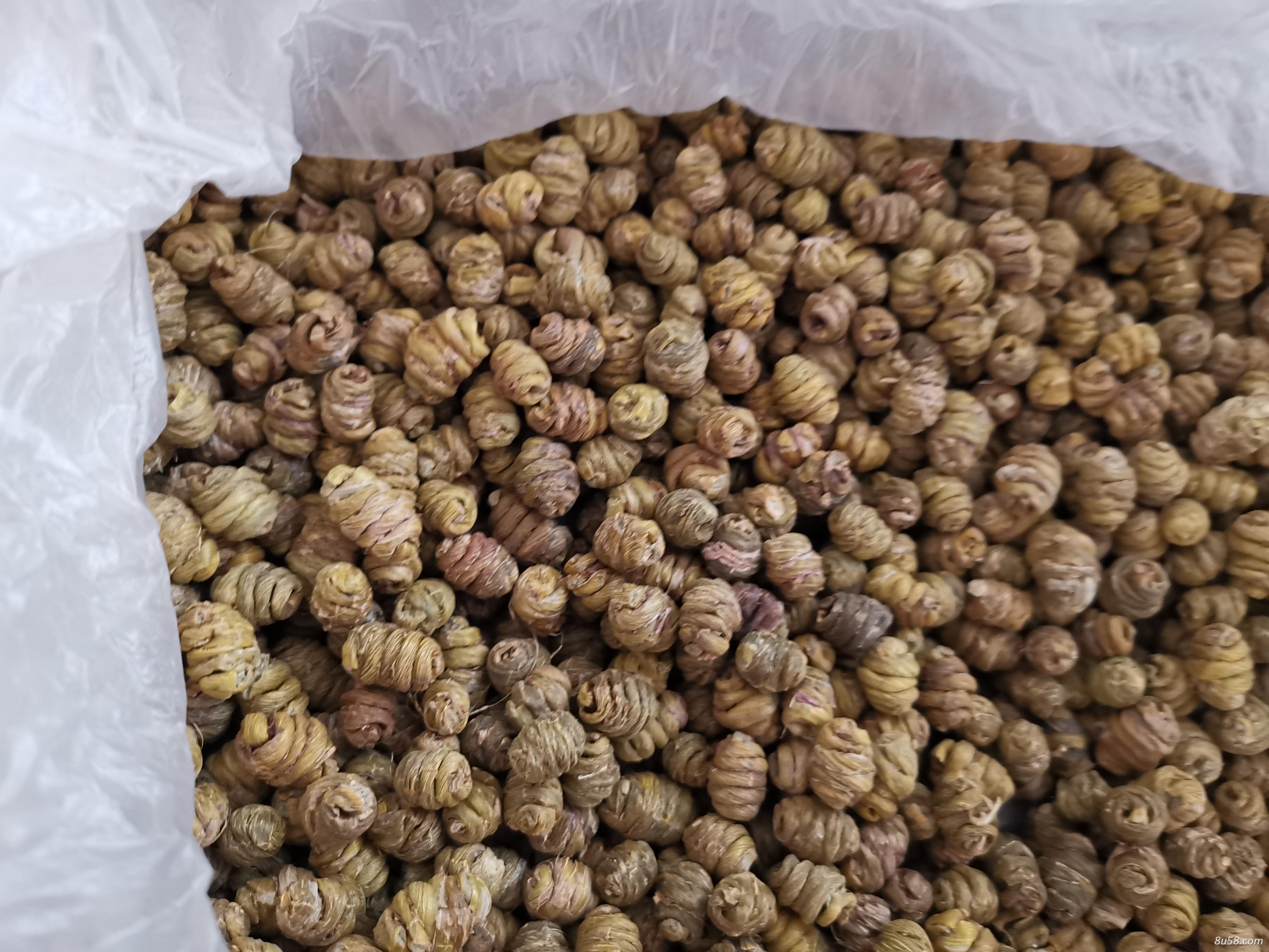 精虹生物科技公司自产自销铁皮石斛!精准扶贫首创地!十八洞 精虹生物科技公司自产自销铁皮石斛!精准扶贫首创地!十八洞