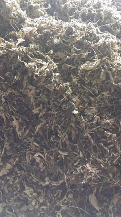 艾草 陈艾 全棵艾 脱叶艾 大量出售