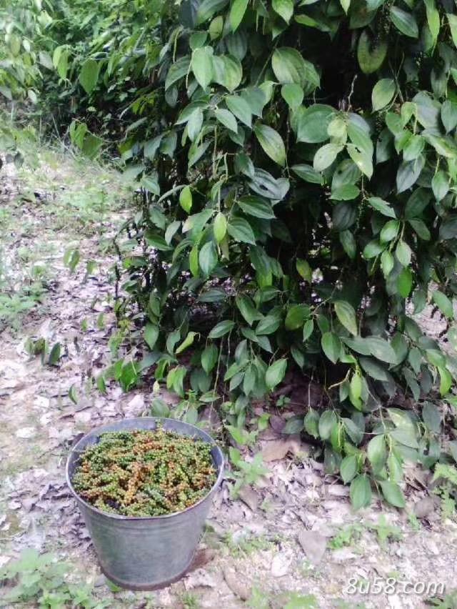 海南自家农场种植的白胡椒