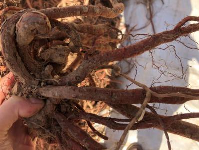 丹参 半成品 无卢头 无土杂