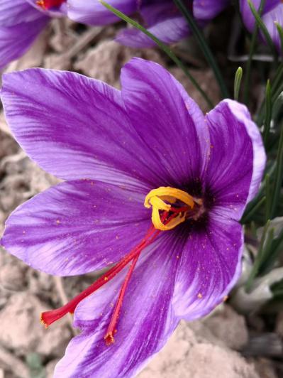 西红花藏红花番红花红花