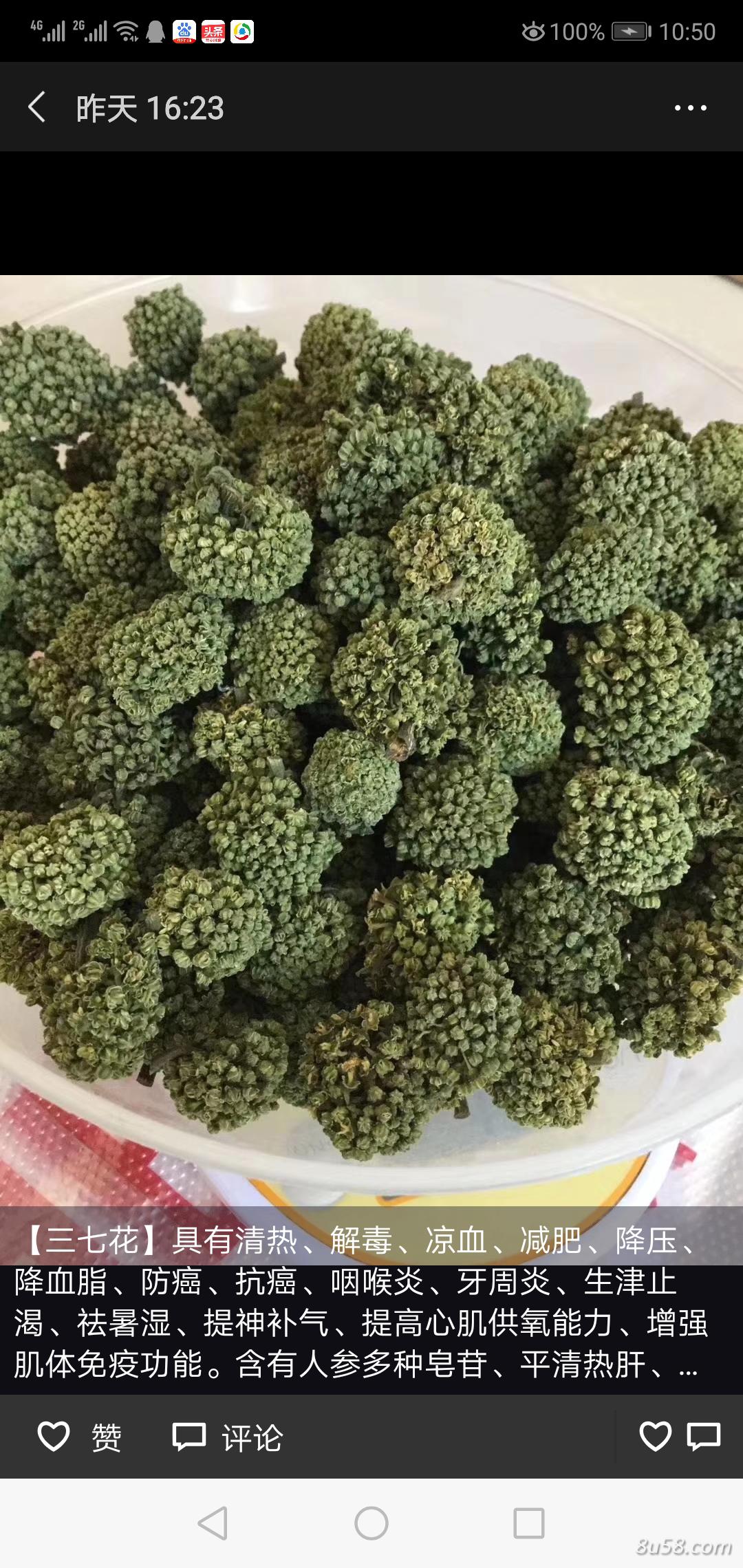 三七花