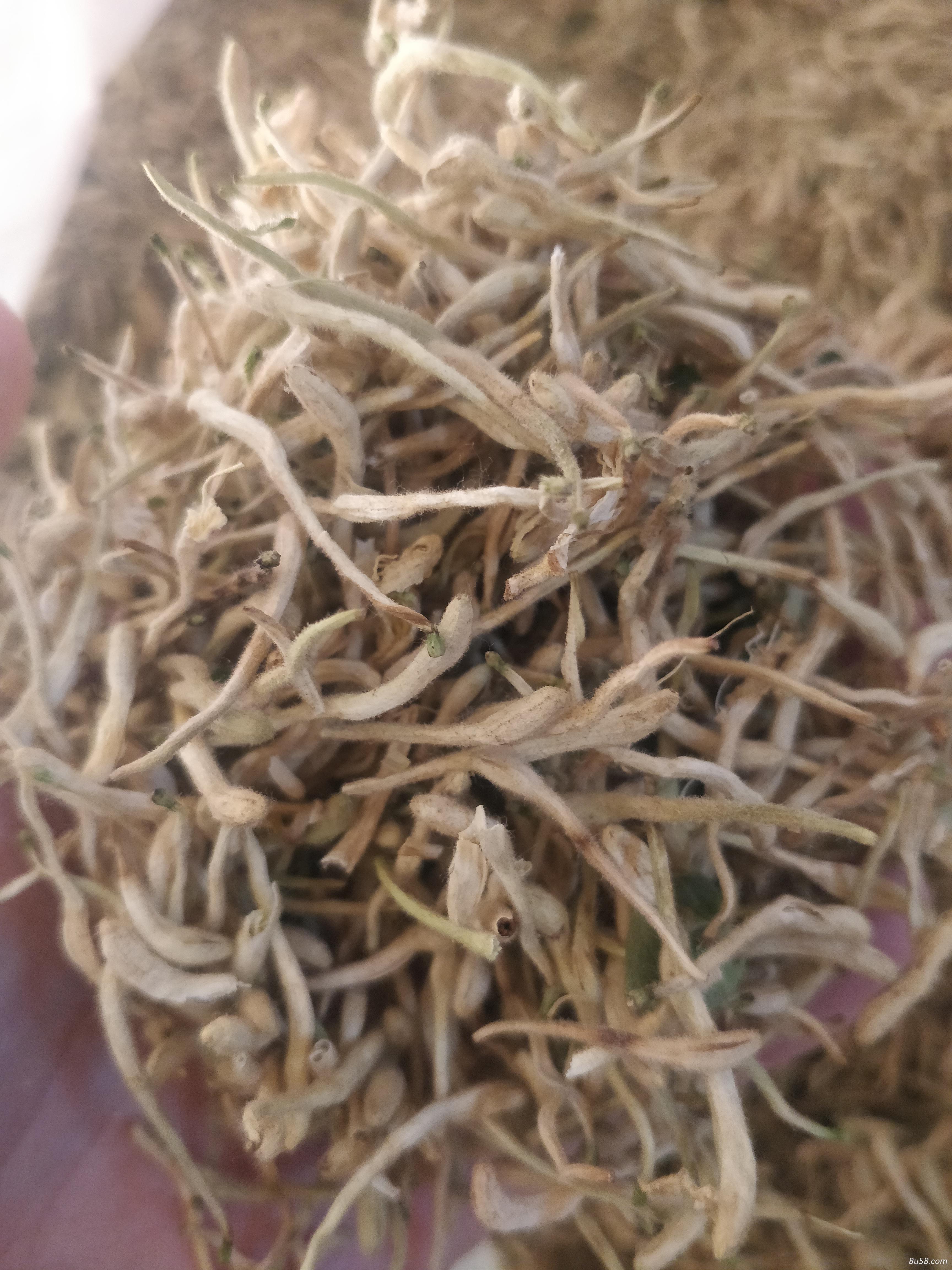 河南金银花晒货
