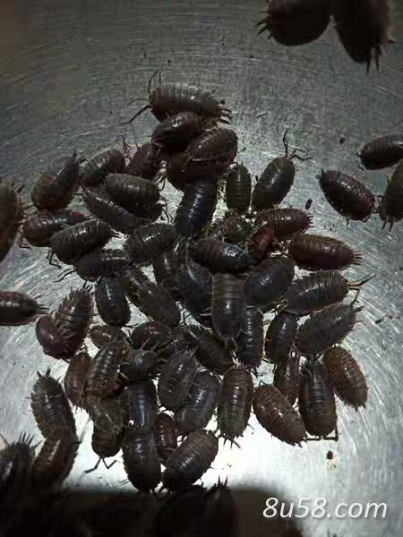 卖活鼠妇虫 卖活鼠妇虫