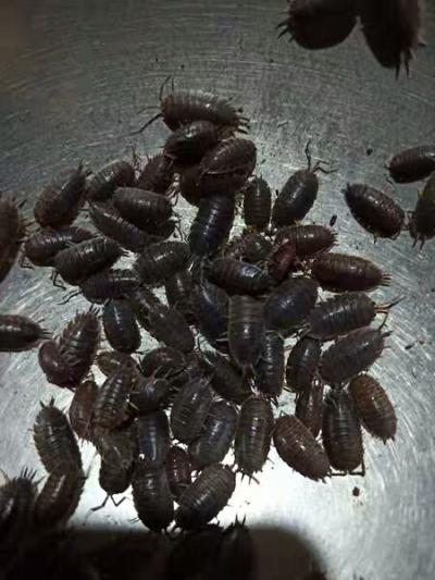 卖活鼠妇虫