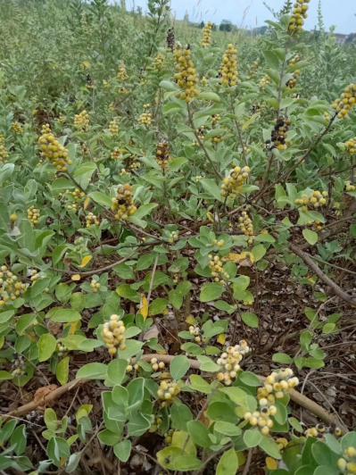 江西樟树单叶蔓荆子苗 20万株量大价优