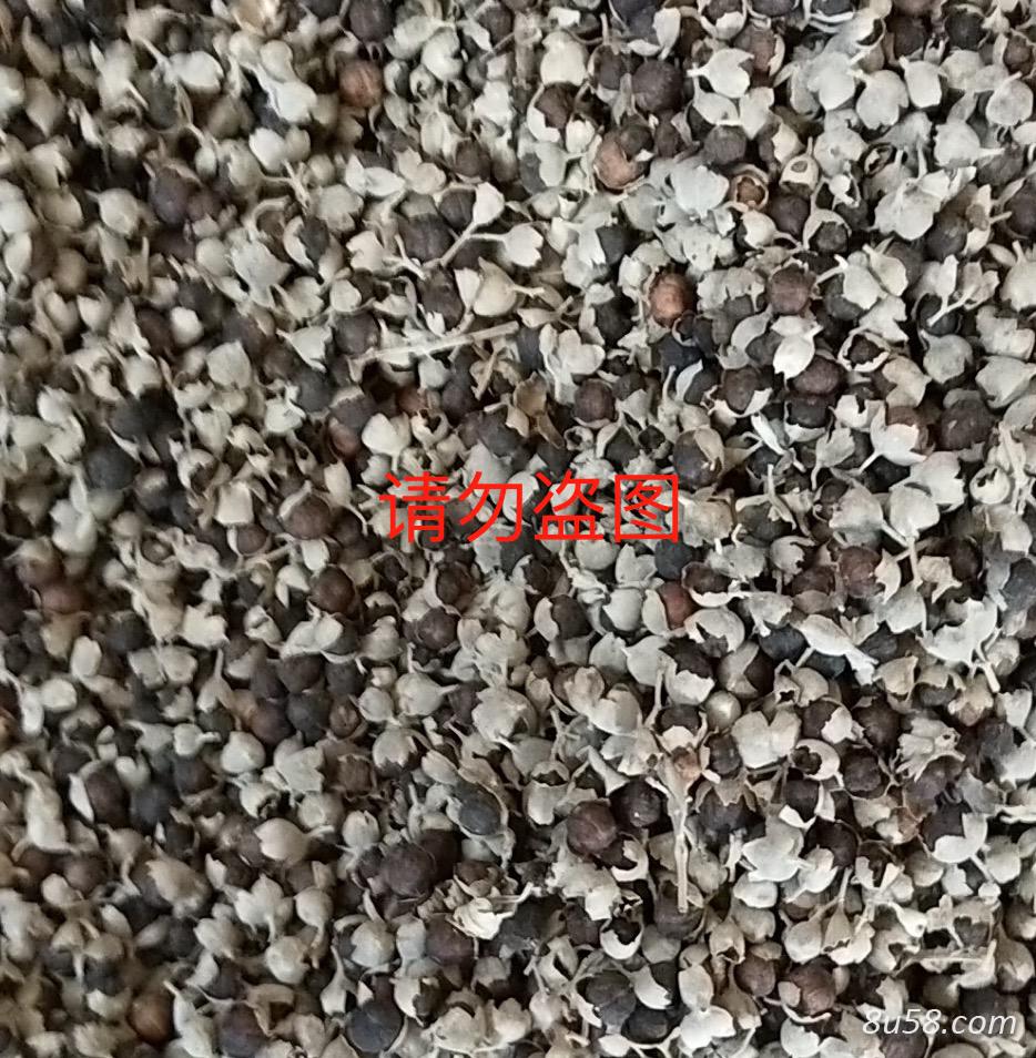 江西樟树单叶蔓荆子 高含量曼金子 江西樟树单叶蔓荆子 高含量曼金子