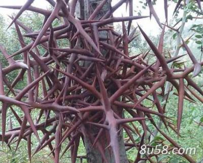 河北省太行山野生皂荚刺