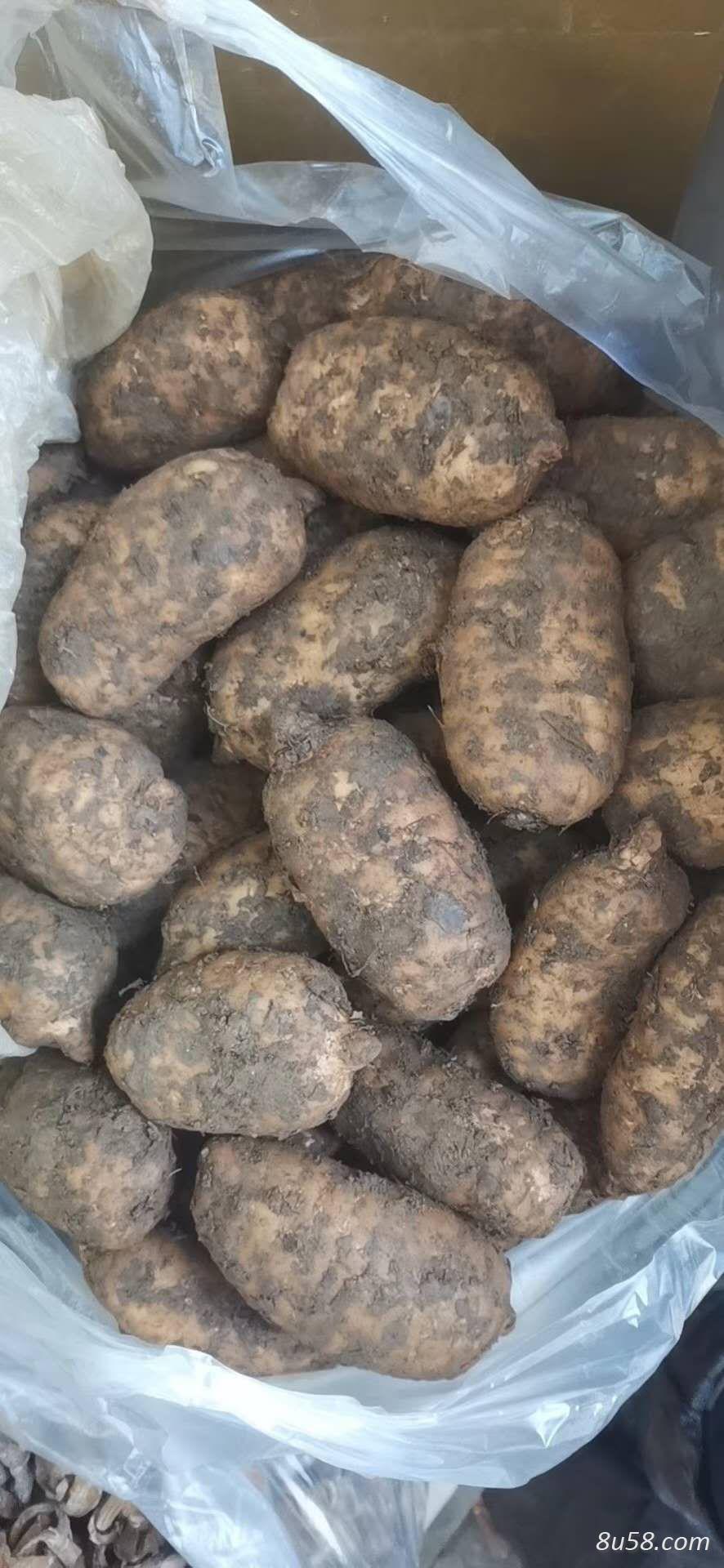 小草坝天麻