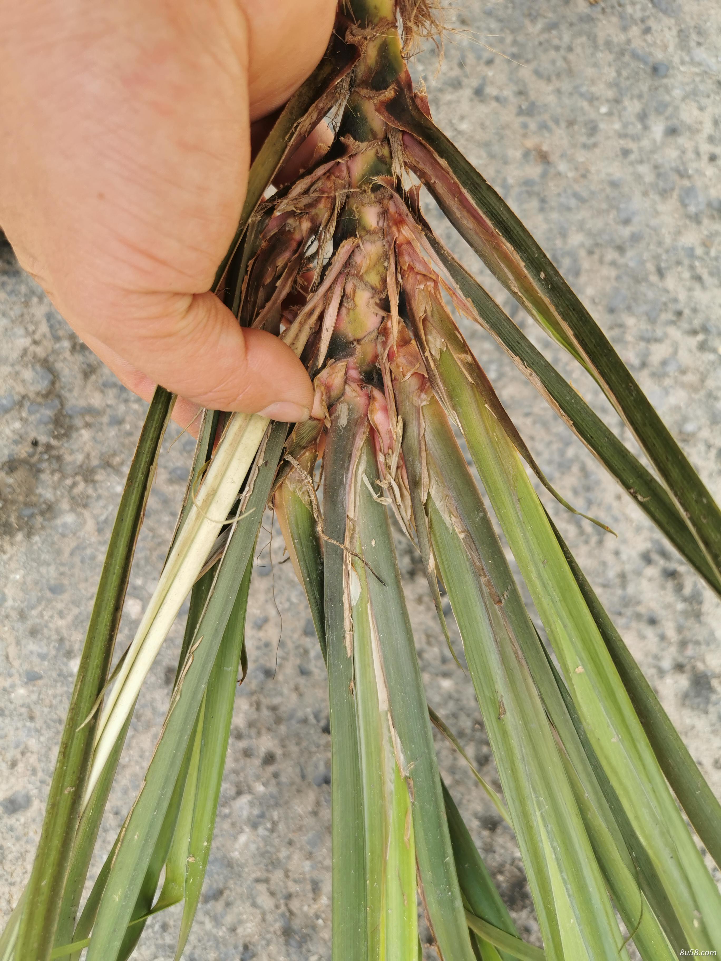 大量便宜批发菖蒲种苗 大量便宜批发菖蒲种苗