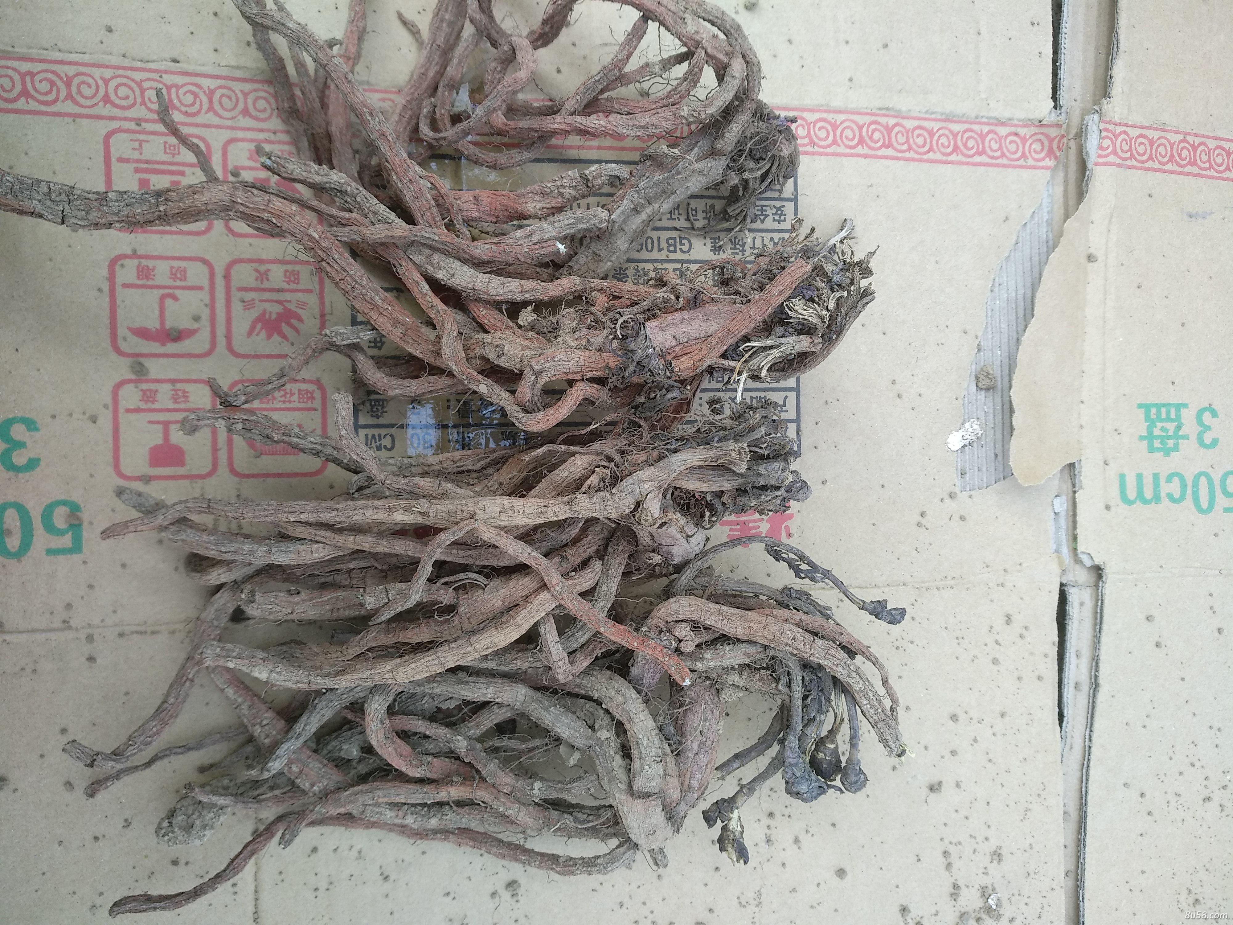 本人种植丹参15亩，大概8000公斤
