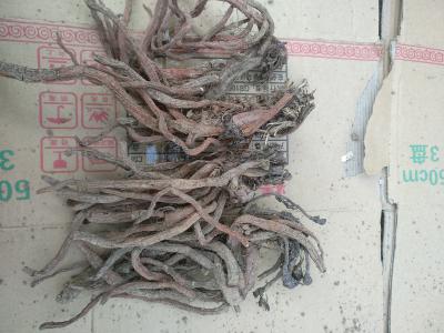本人种植丹参15亩，大概8000公斤