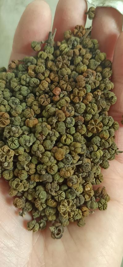 供应吴茱萸