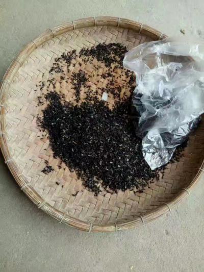 野生黑蚂蚁
