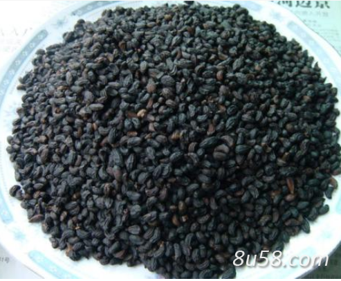自采女贞子