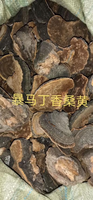 本人拥有大量野生树黄，一手货，有意者联系