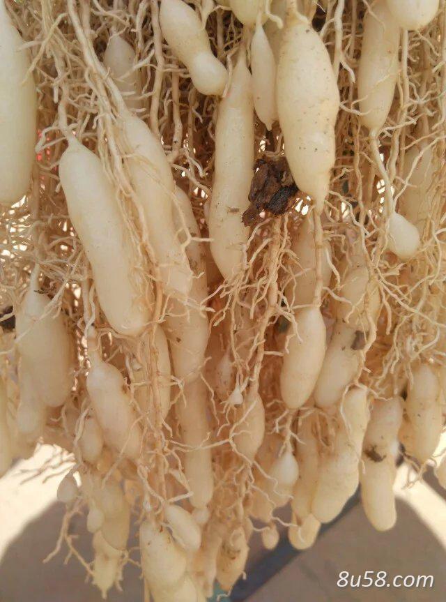 出售大量干鲜麦冬,麦冬苗 出售大量干鲜麦冬,麦冬苗