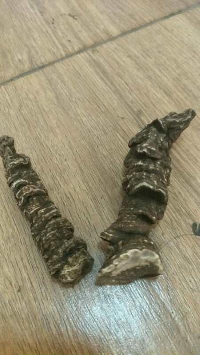 目前出售高品质.滇重楼.云南自产.量大从优.