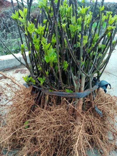 长期供应江西中花吴茱萸苗
